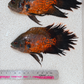 Red Copper Longfin Oscar