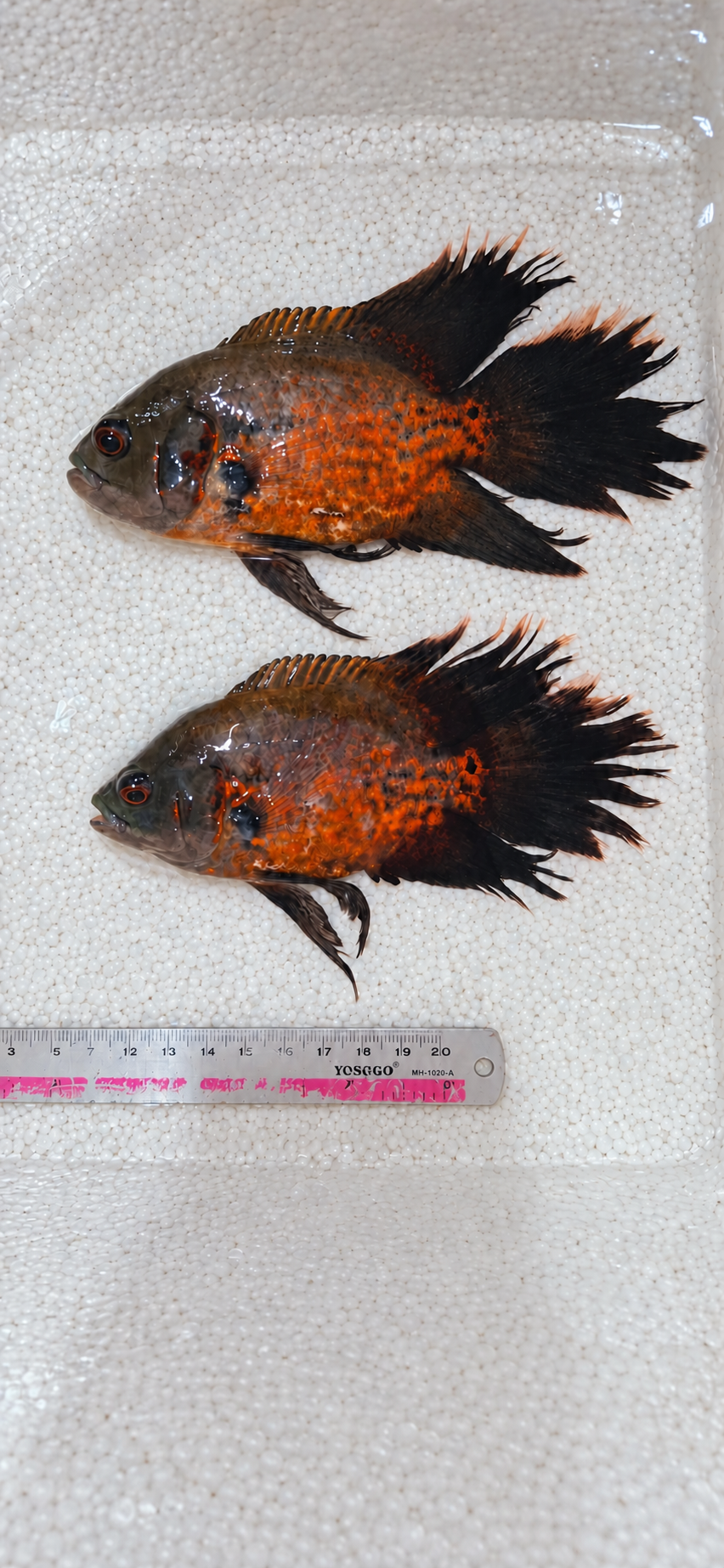 Red Copper Longfin Oscar