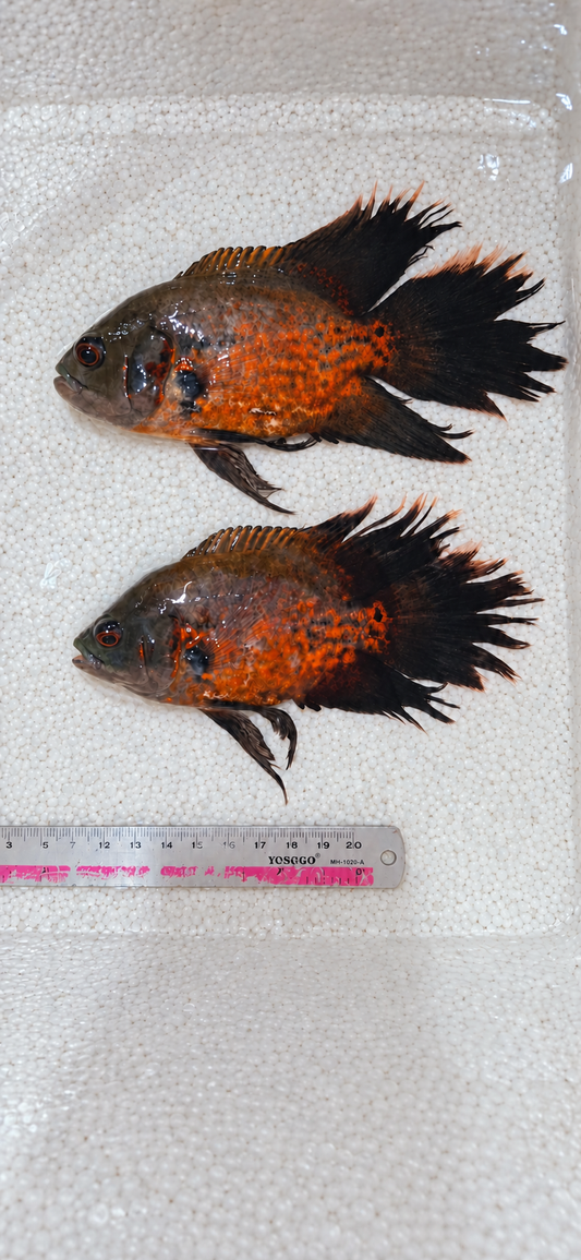 Red Copper Longfin Oscar