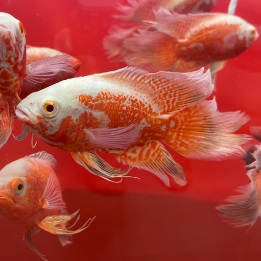 Longfin "Red Chilli x Nemo" Oscar