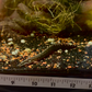 Unicolor Eel