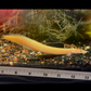 Xanthic Yellow Fire Eel