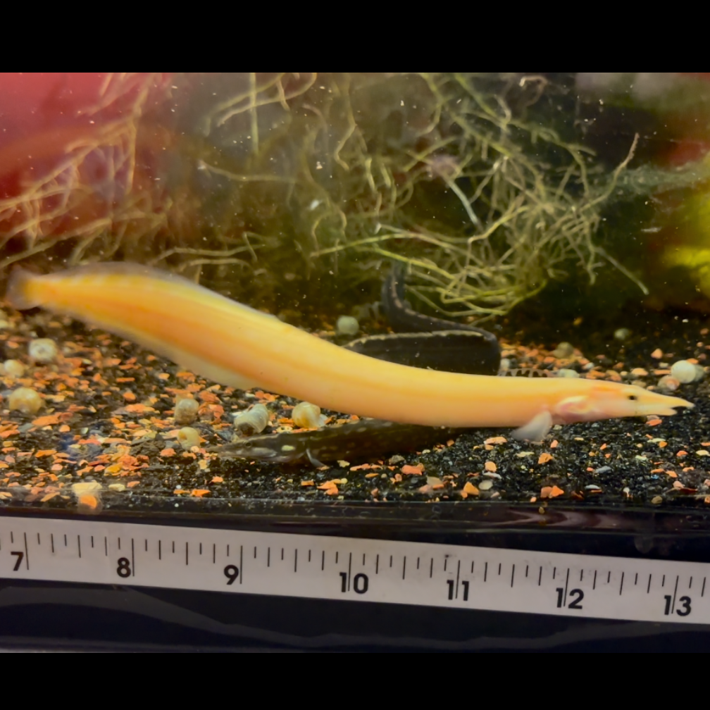 Xanthic Yellow Fire Eel