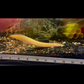 Xanthic Fire Eel 5-6"