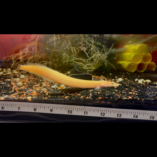 Xanthic Fire Eel 5-6"