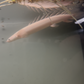 Platinum Longfin Senegalus Bichir