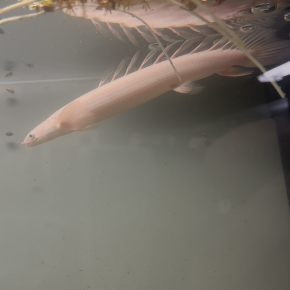 Platinum Longfin Senegalus Bichir