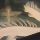 Platinum Longfin Senegalus Bichir