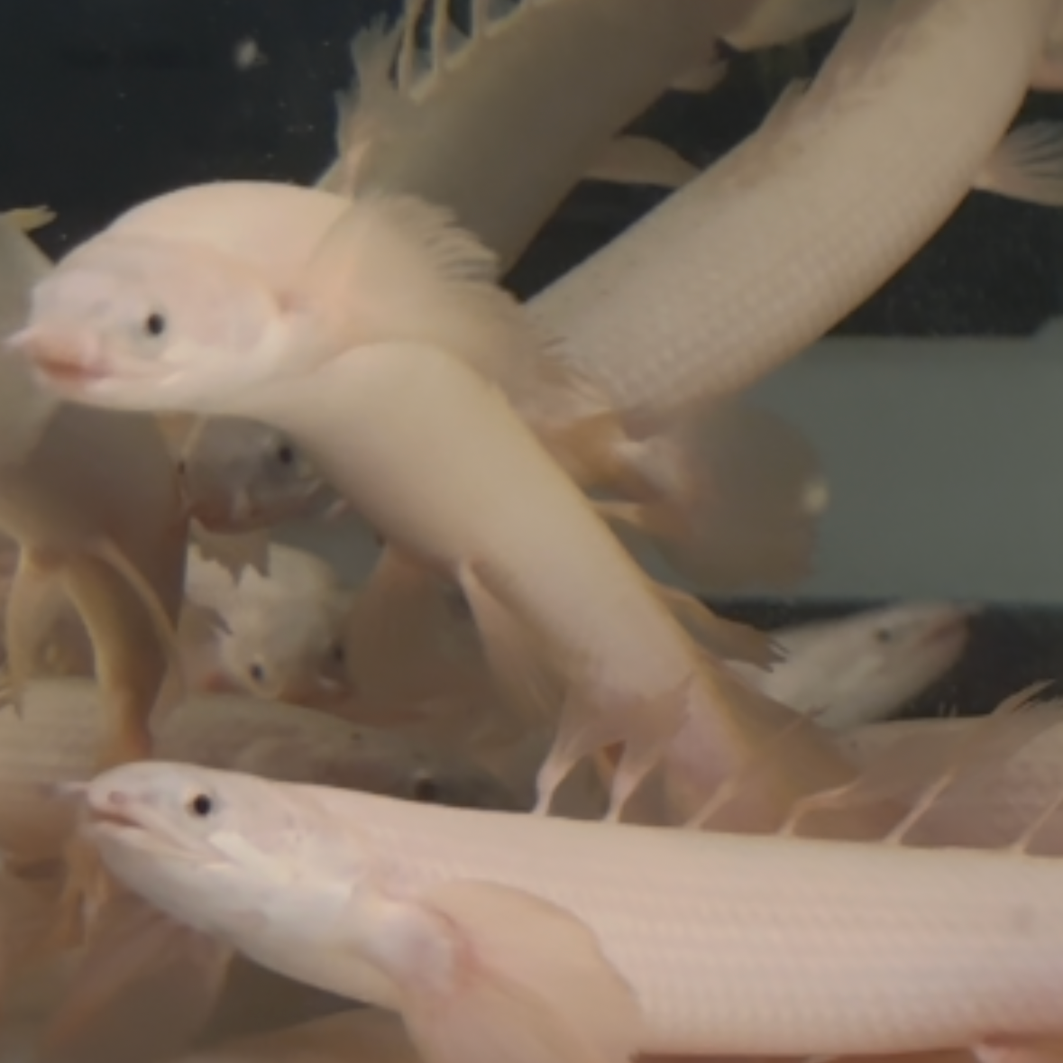 Platinum Longfin Senegalus Bichir