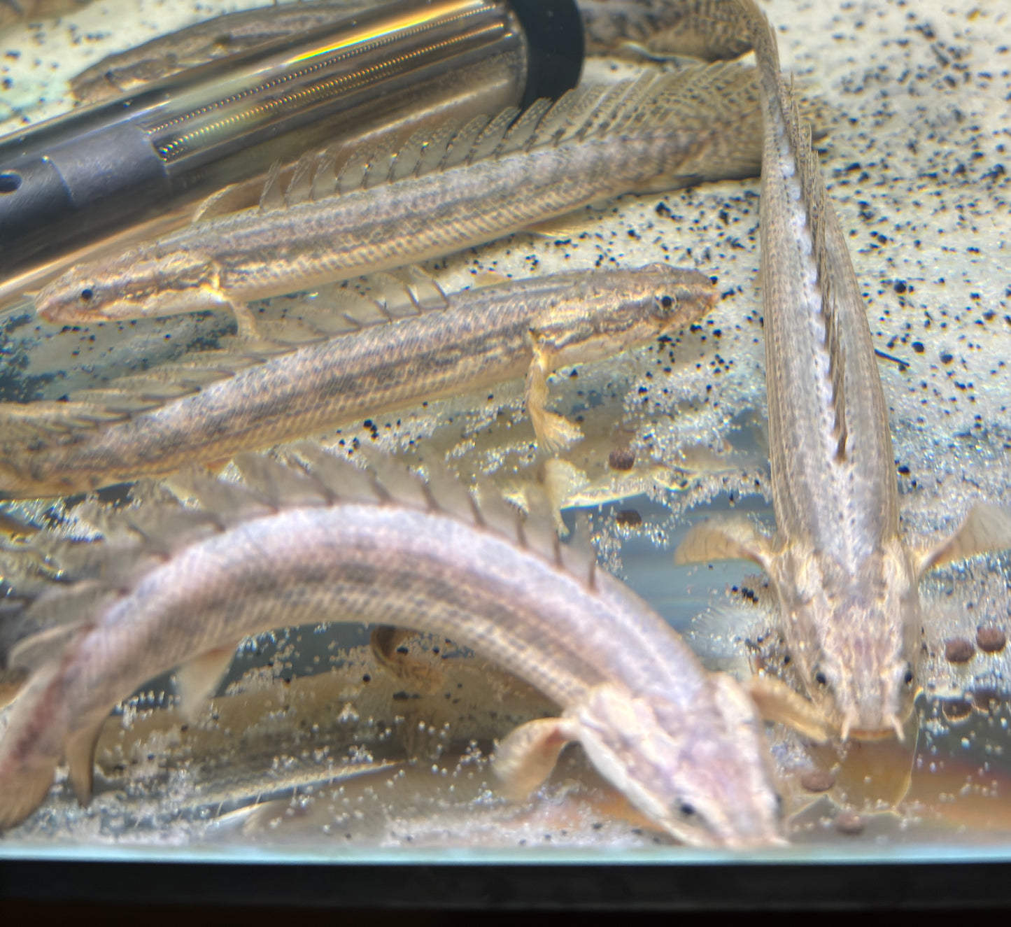 Lapradei Bichir 6-8”