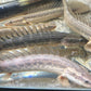 Lapradei Bichir 6-8”