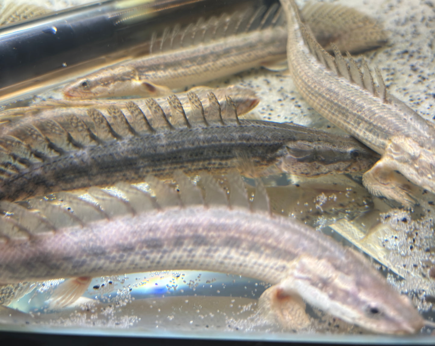 Lapradei Bichir 6-8”