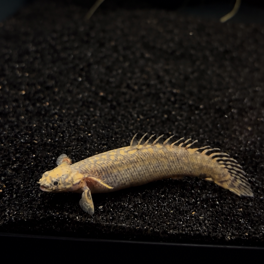 Golden/Platinum Color Morph Shortbody Ornate Bichir
