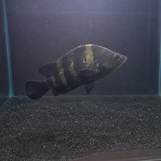 NGT Datnoid (Datnioides campbelli)