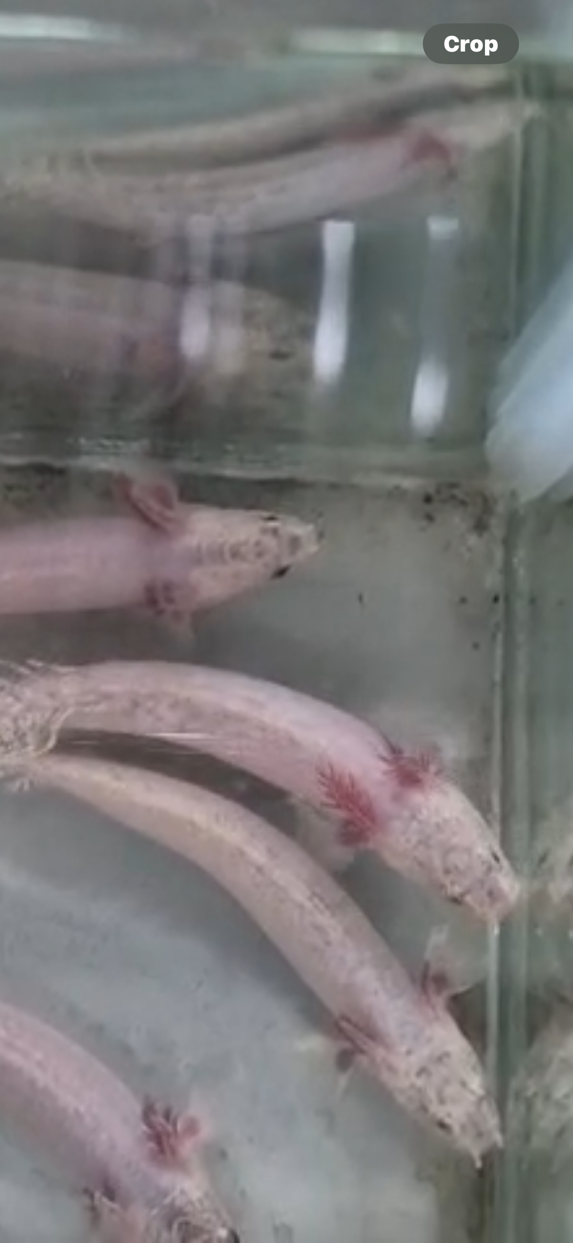 PREORDER Platinum Delhezi Bichir