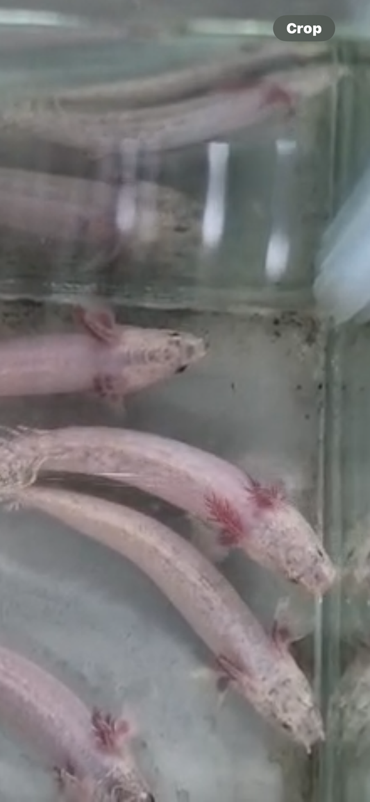 PREORDER Platinum Delhezi Bichir