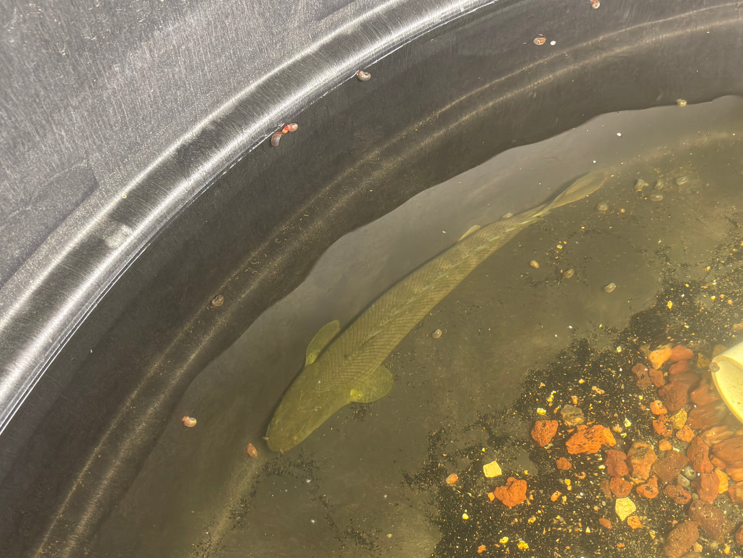 Wild Caught Lapradei Bichir 17”