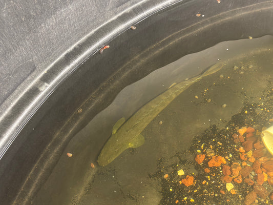 Wild Caught Lapradei Bichir 17”