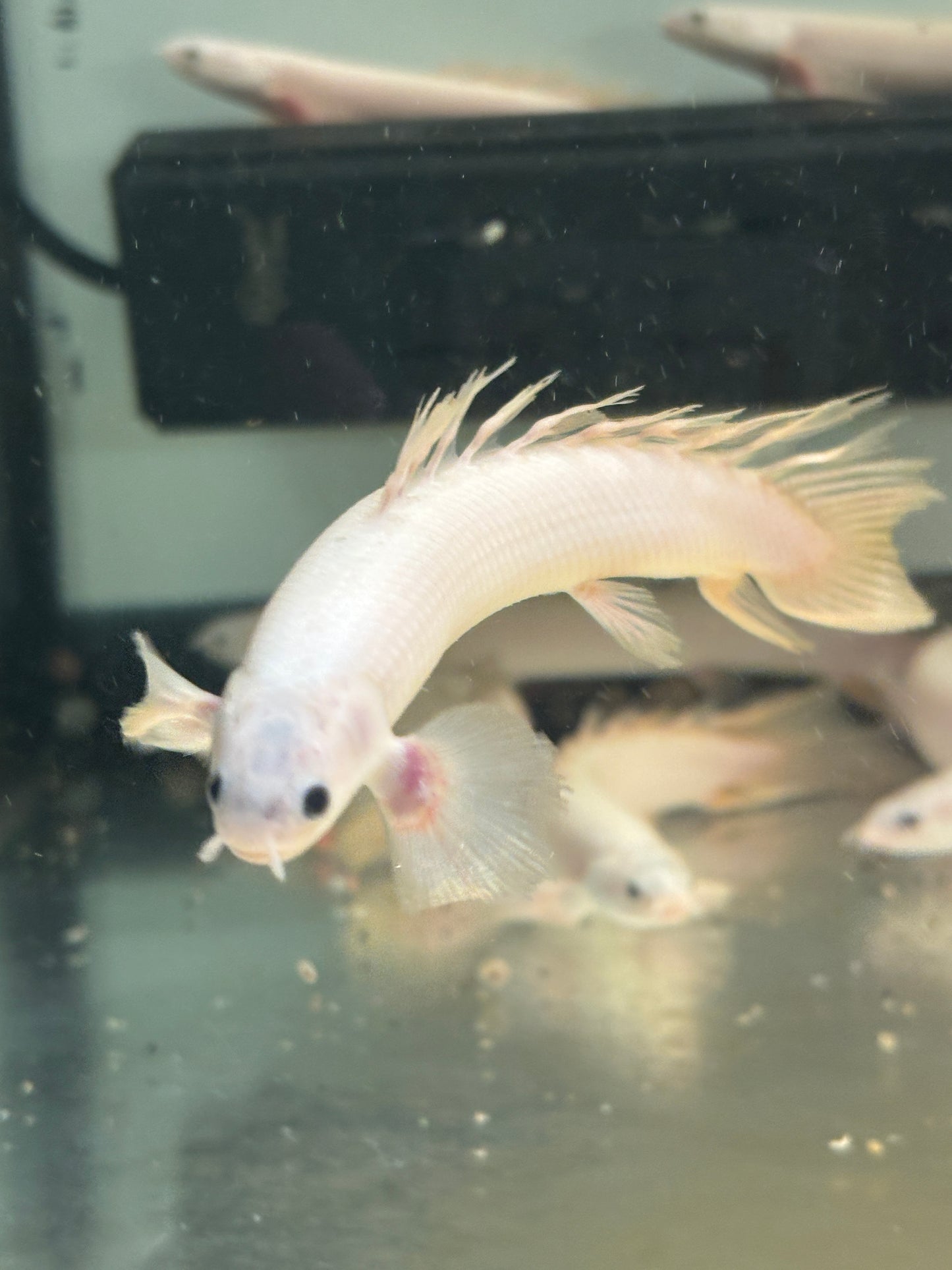 Platinum Longfin Senegalus Bichir