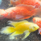 Longfin Lemon Oscar (White Fin) (Red Eye) SUPER RARE