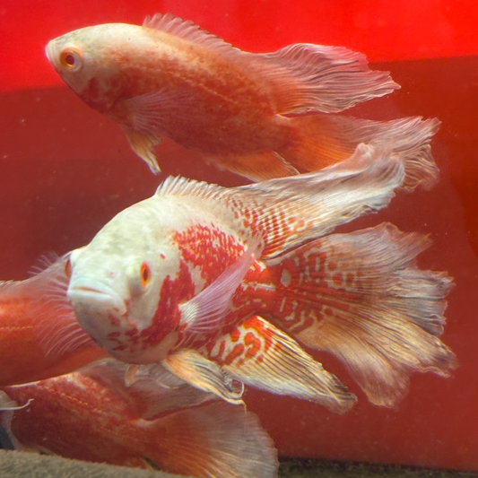 Longfin "Red Chilli x Nemo" Oscar