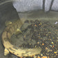 Wild Caught Endlicheri Guinea Dabola 16”