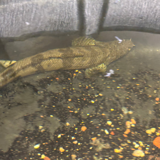 Wild Caught Endlicheri Guinea Dabola 16”