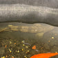 Wild Caught Endlicheri Guinea Dabola 16”