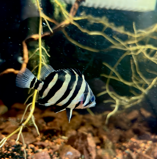 4 Bar Sumatran Datnoid AAA