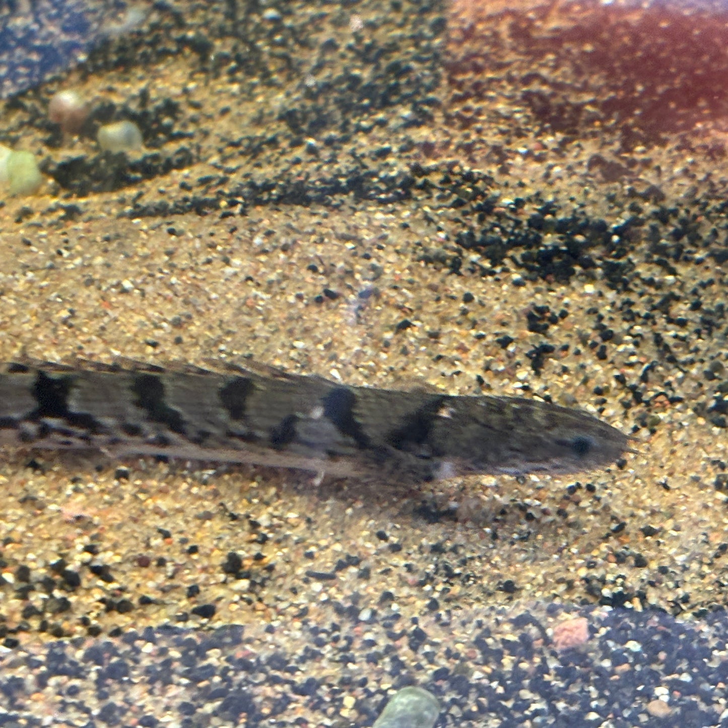 Premium Bar Delhezi Bichir