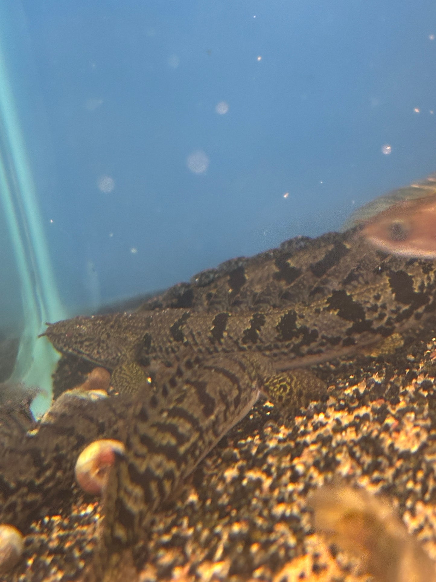 Premium Bar Delhezi Bichir