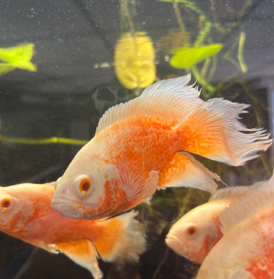 Orange Longfin Chilli Oscar