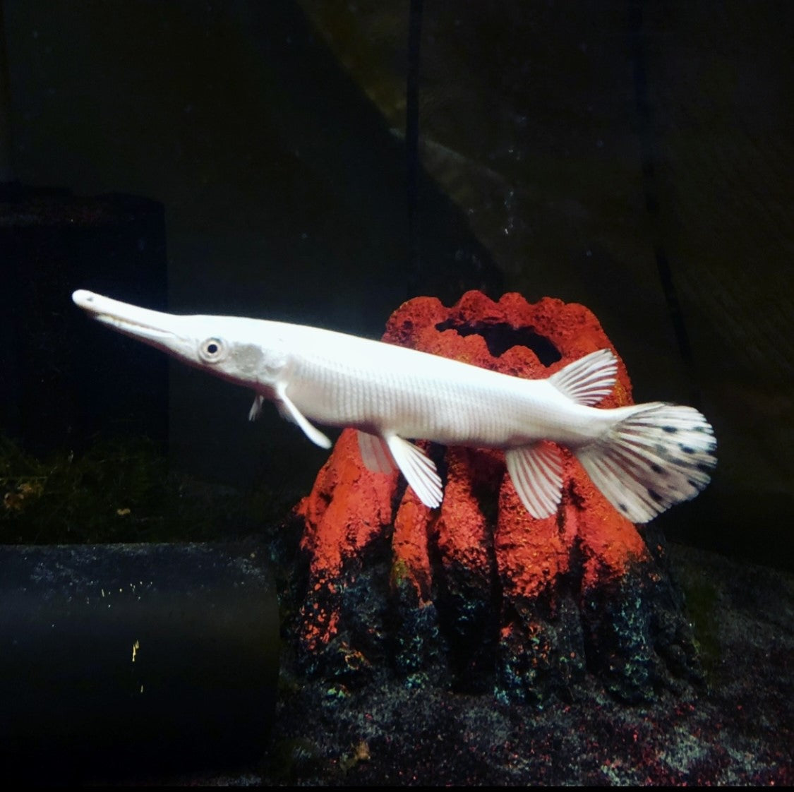 Rare Exotic Freshwater Aquarium Fish 25 Small Aquarium Fish For Your