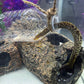 Baby Freshwater Tiger Moray Eels (Gymnothorax Polyuranodon) 5-6”