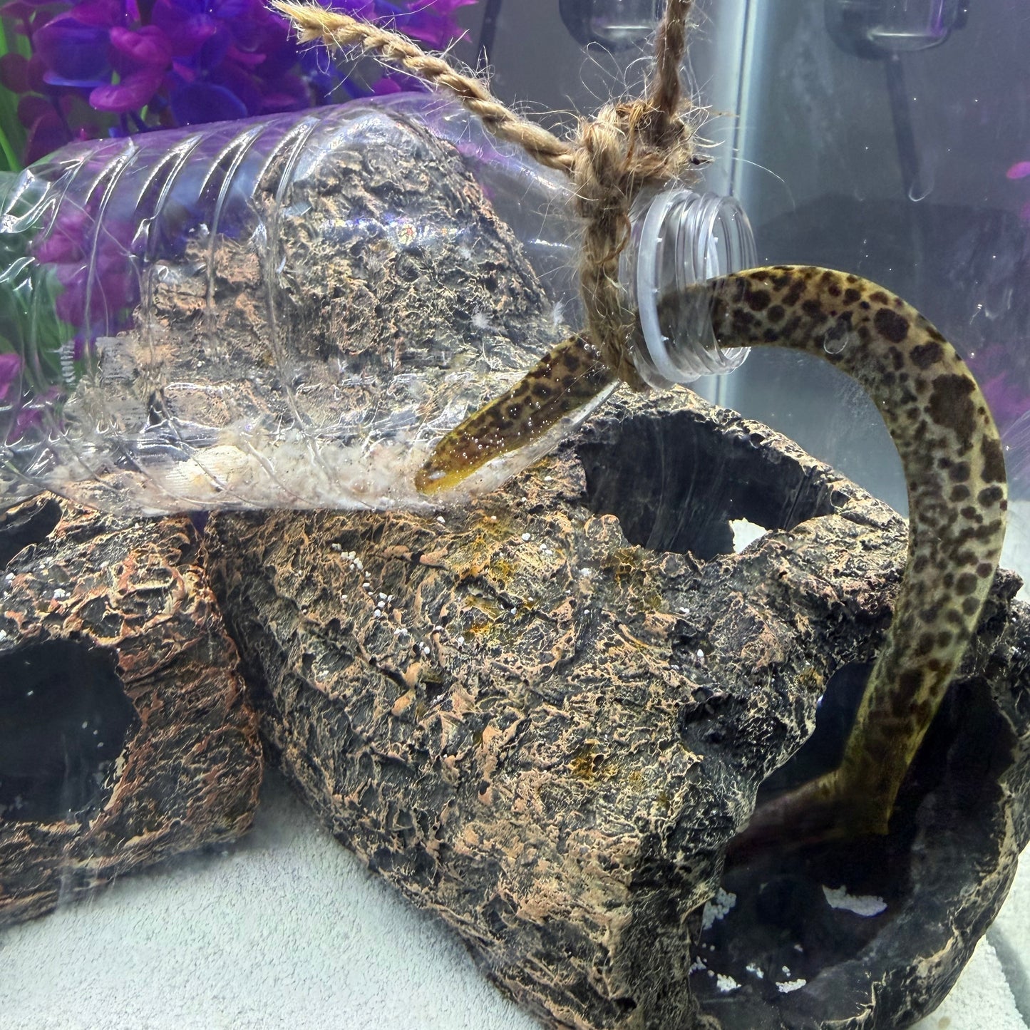 Baby Freshwater Tiger Moray Eels (Gymnothorax Polyuranodon) 5-6”