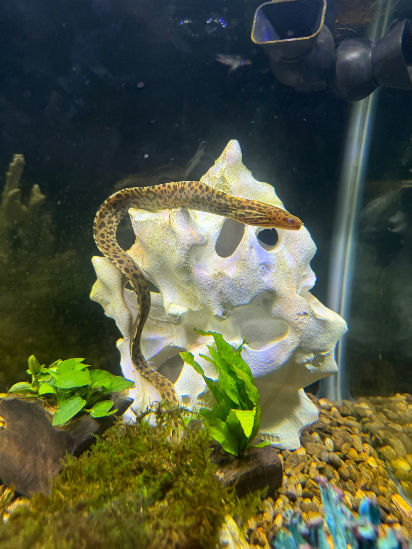 Freshwater Tiger Moray Eels 14-16" (Gymnothorax Polyuranodon)