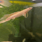 Shortbody Longfin Albino Senegalus Bichir