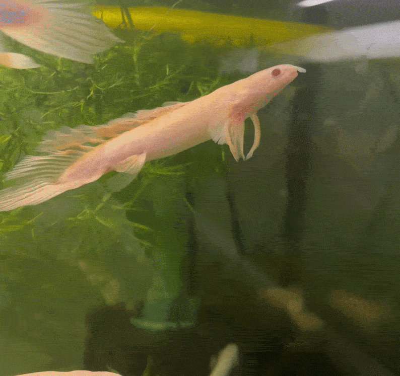 Shortbody Longfin Albino Senegalus Bichir