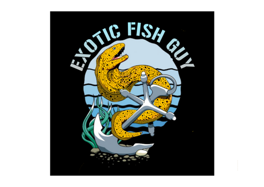 Random B Grade Fish ExoticFishGuy