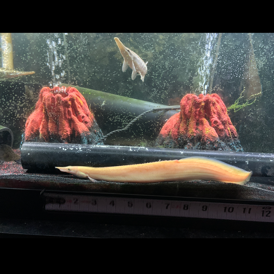 Xanthic Yellow Fire Eel