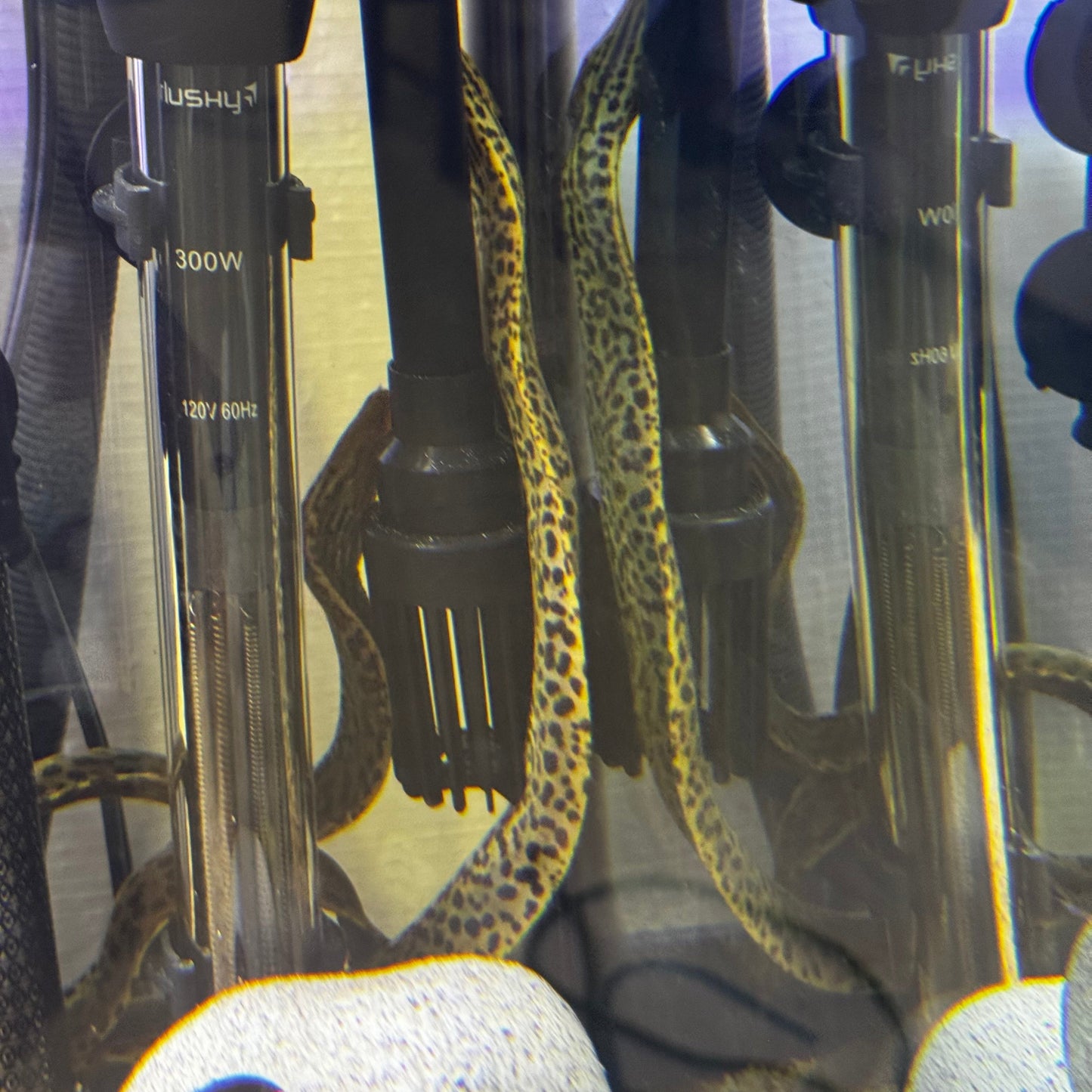 Freshwater Tiger Moray Eels 10-12"+ (Gymnothorax Polyuranodon)