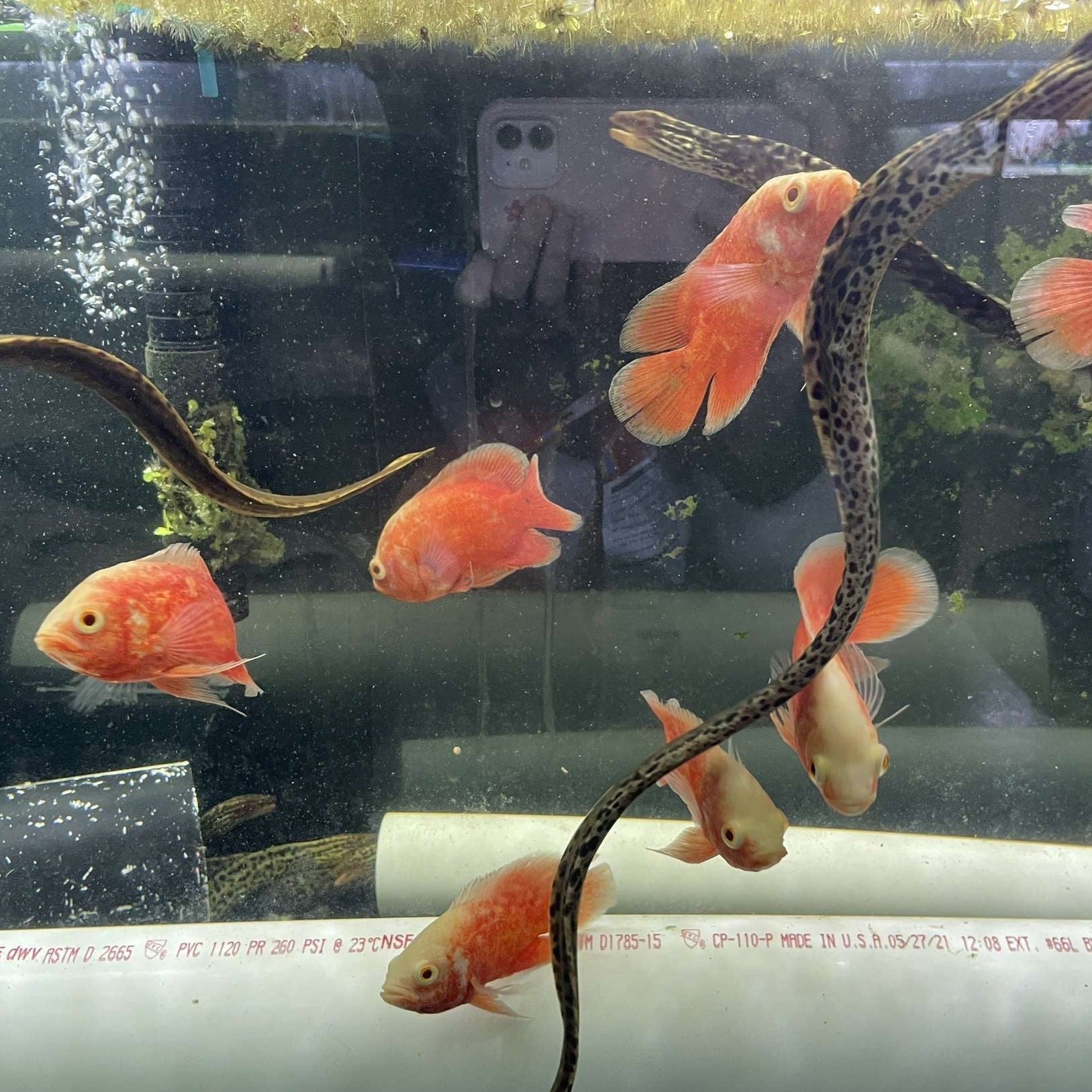 Super Red Oscar Fish