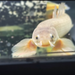 Longfin Slayer Golden Bichir MEDIUM 7-10"