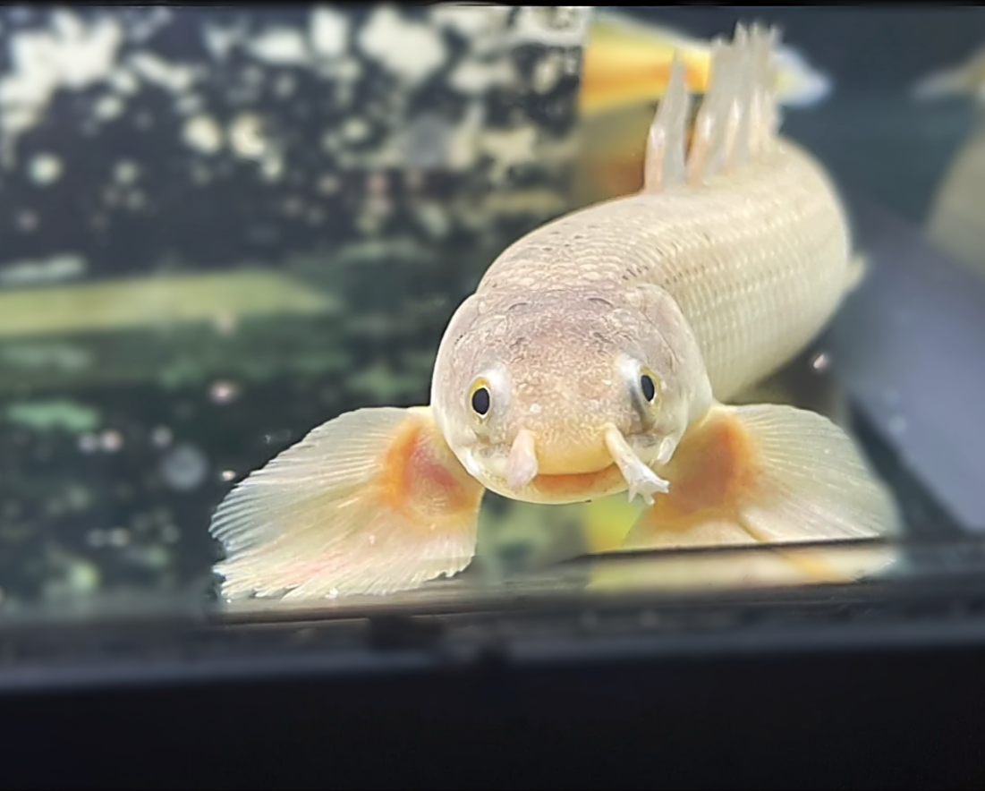 Longfin Golden Color Morph Senegal Bichir MEDIUM 7-10"