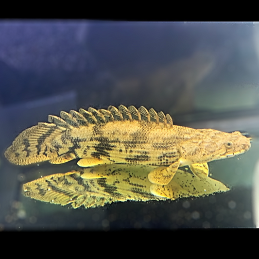 Shortbody Endlicheri Bichir Massive 12”