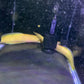 Xanthic Yellow Fire Eel
