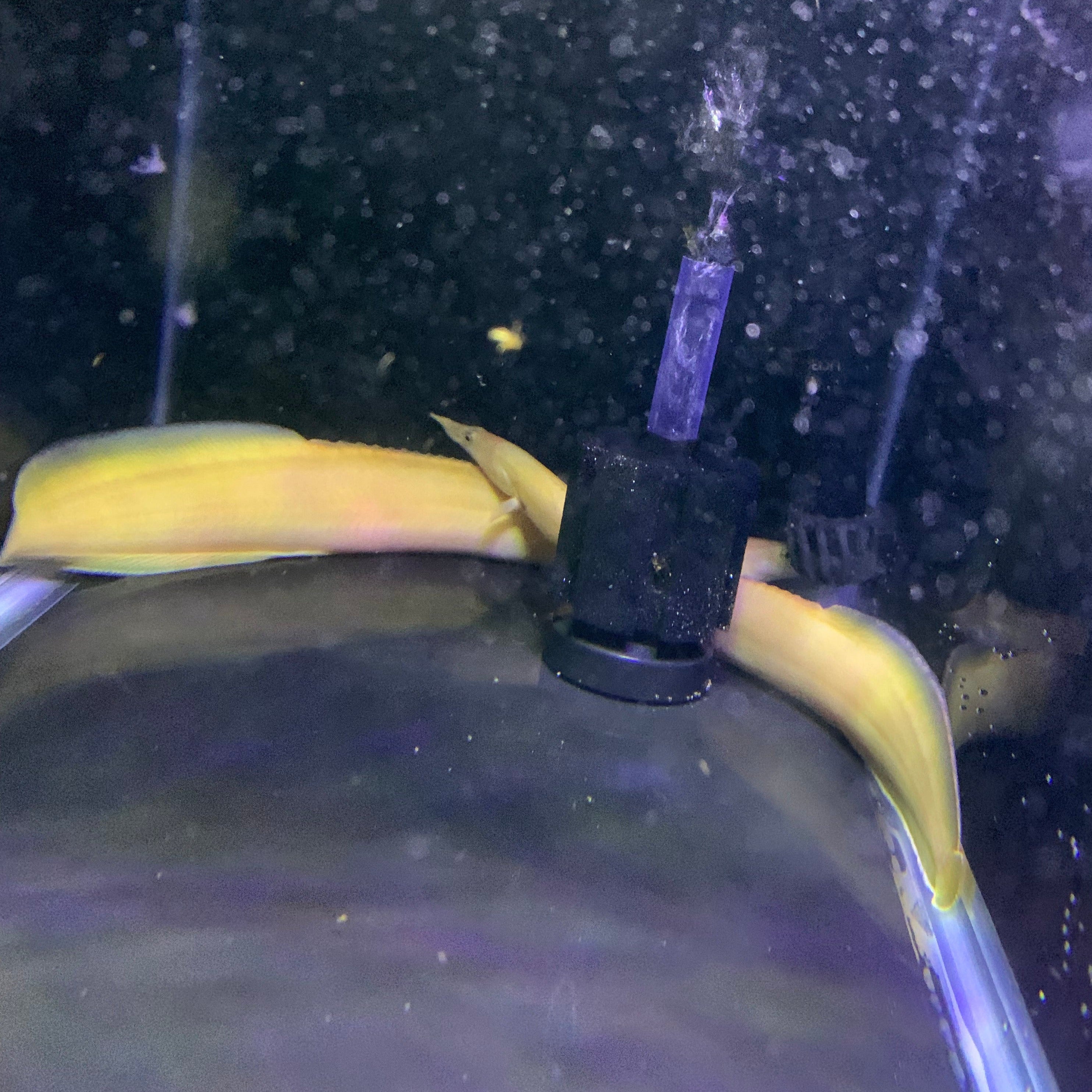 PREORDER: 7-8” Xanthic Yellow Fire Eel – ExoticFishGuy