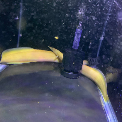 Xanthic Yellow Fire Eel