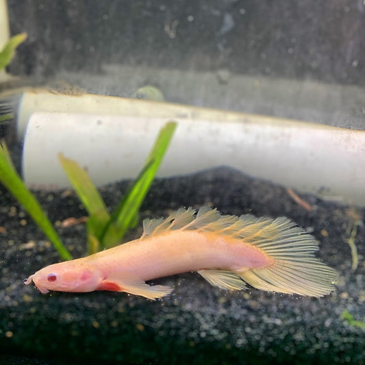 Shortbody Longfin Albino Bichir