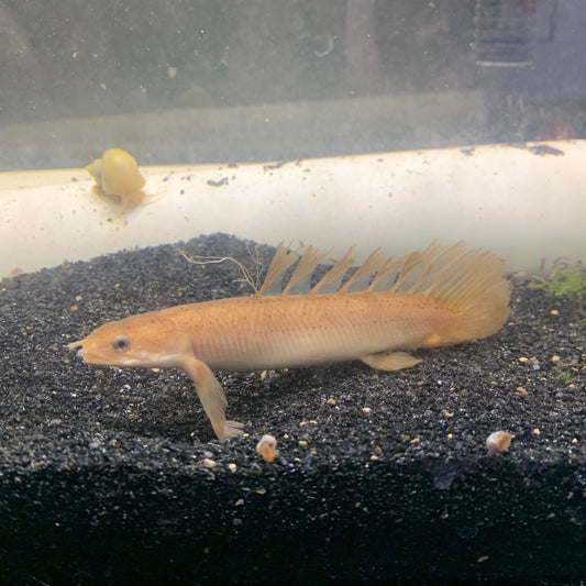 Shortbody Golden Longfin Bichir 3-4”